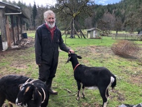 A farmer greets two black and white goats in a barnyard.