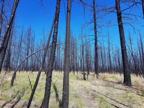 A photo of a forest decimated by fire.