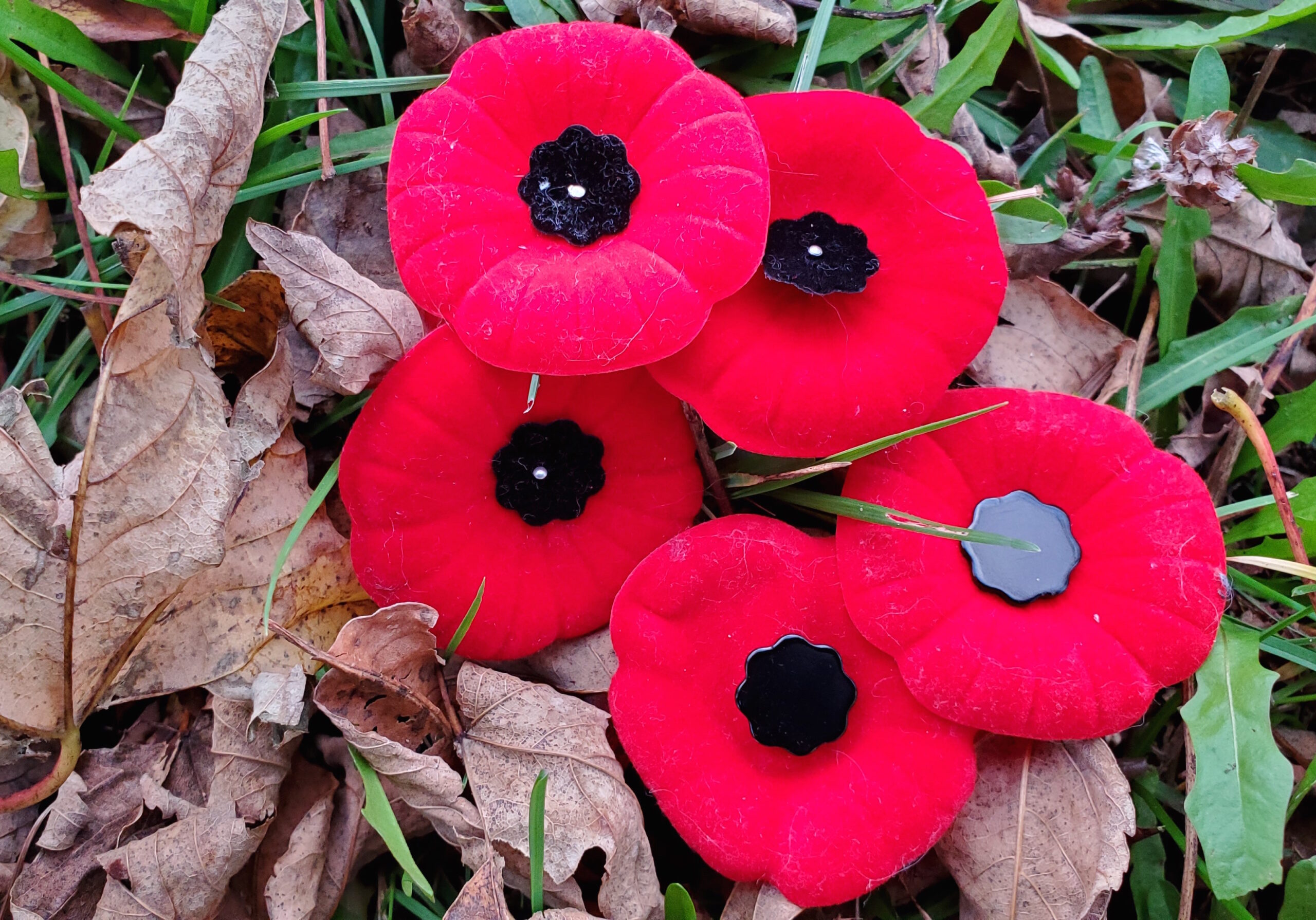 Poppies-1-scaled.jpg