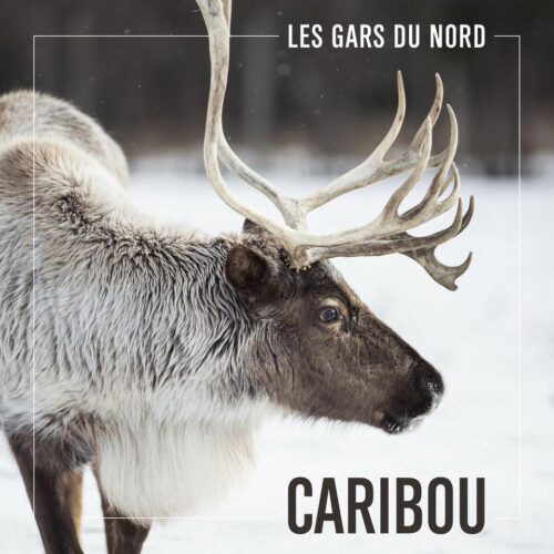 L'album Caribou des Gars du Nord