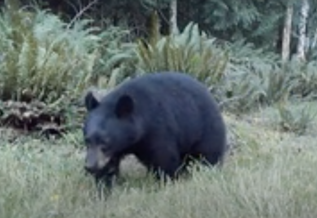 All images of Squirrel Cove Bear taken from Graham Blake’s web cam recording of Sep 8, 2020