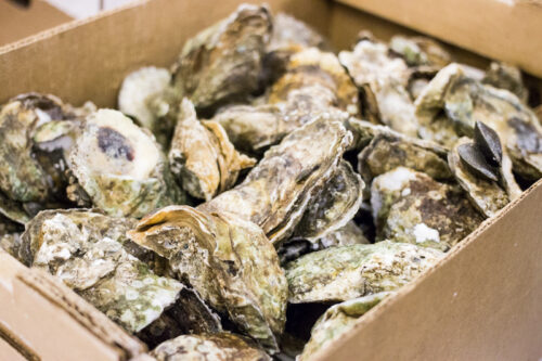 Box of oysters 