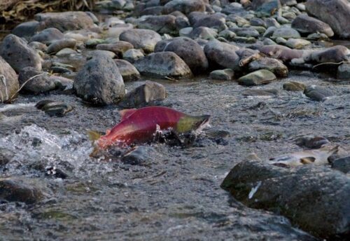 Sockeye salmon struggling upstream