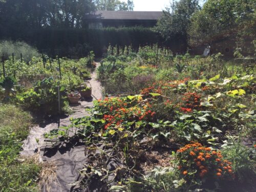A community garden is seen on a sunny day in Elora