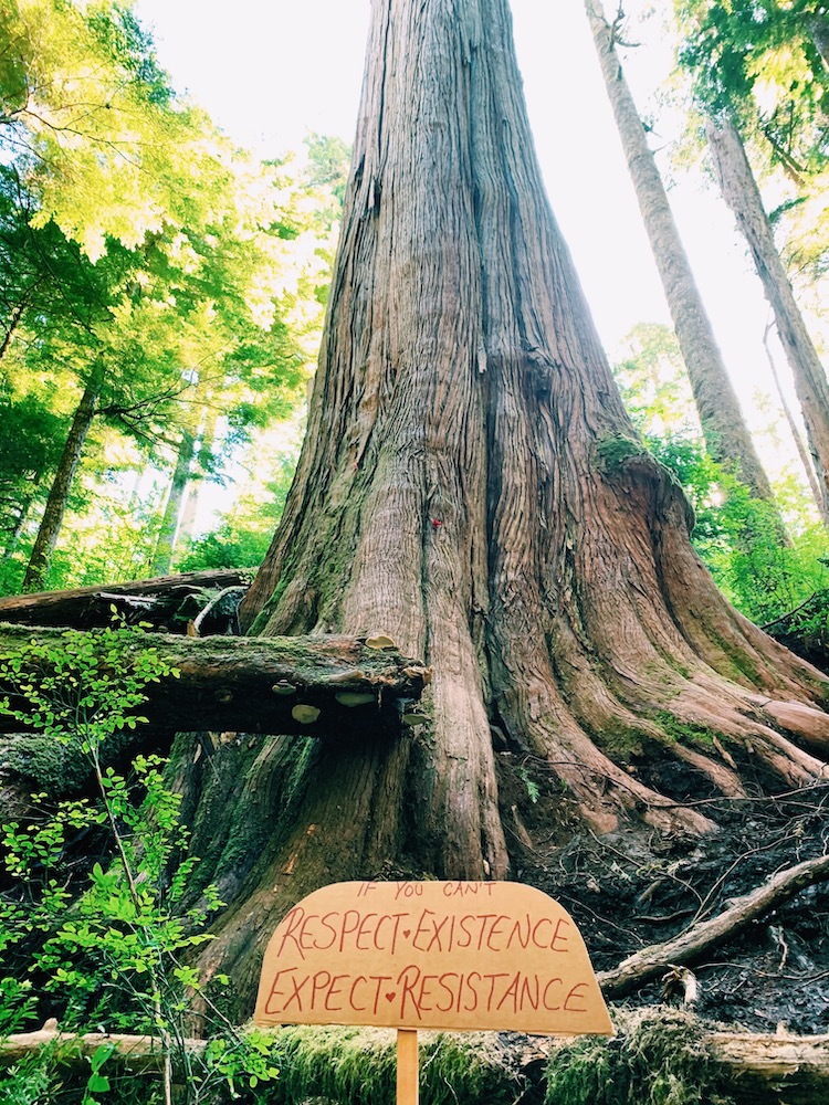 A sign below an old growth tree known as Grandfather Cedar reads: "If you can't respect existence, expect resistance."