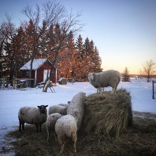 En hiver, six moutons se trouvent autour d'une balle carré de paille avec un mouton sur le dessus.