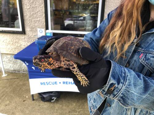 La tortue brune et jaune avec les yeux rouges est dans les mains d'une bénévole qui porte un jean jacket.