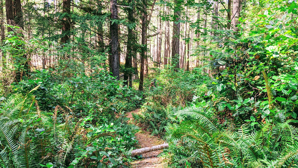 16 acres of traditional First Nations lands now protected on Cortes