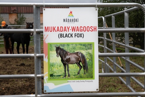 A photograph of a black horse hangs from the bars of a horse pen. A black horse is seen standing in the background.