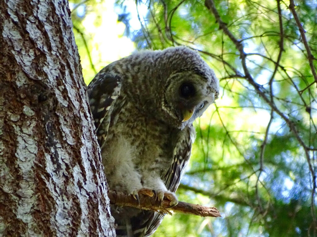 A baby owl perches on a branch close to a tree trunk and looks down.