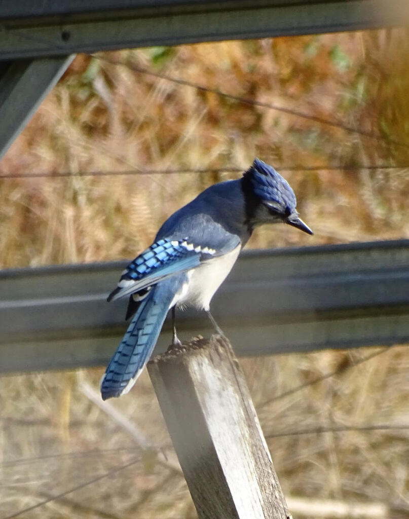 A medium-sized bird with a blue head, white belly and bright blue feathers on the wings and tail