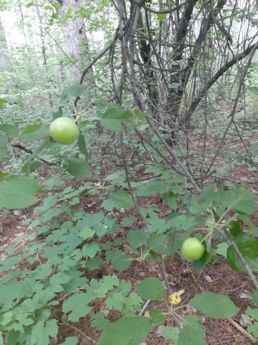 A wild crab apple tree is seen, bearing fist-sized green fruits.