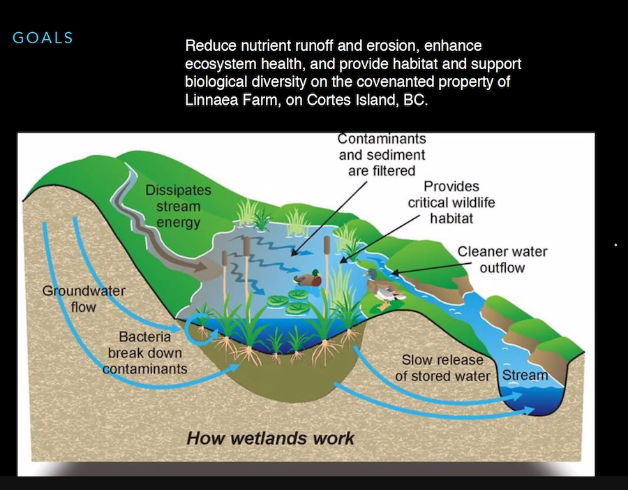 Infographic shows wetland function in blue, brown and green with arrows to show movement through the ecosystem.