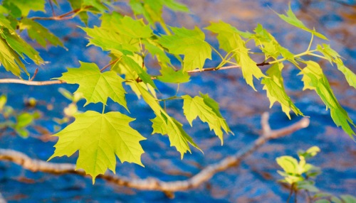 Des feuilles sur des branches d'arbre