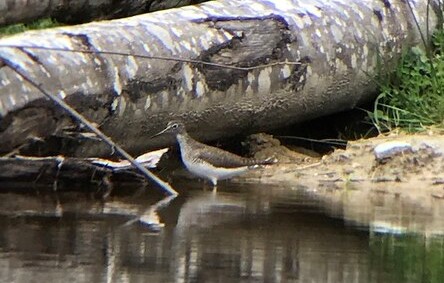 A grey and white bird with a long beak stands in a pool of water beside a fallen tree.