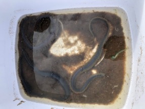Brown sludge and sea creatures fill a white plastic tub