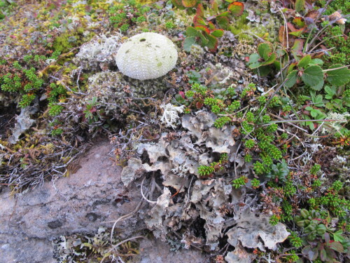 Du lichen avec un oursin blanc entouré de plantes sur une roche.