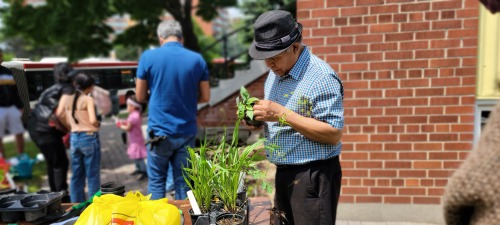 Don Rene Rivas. Adulto mayor elige plantas para el jard'in polinizador 