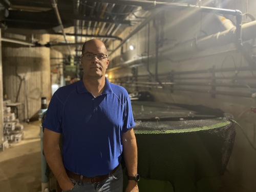 Photo of Aquatron manager John Batt standing in the lab facility where the endangered species the Atlantic whitefish are being cared for in tanks. 