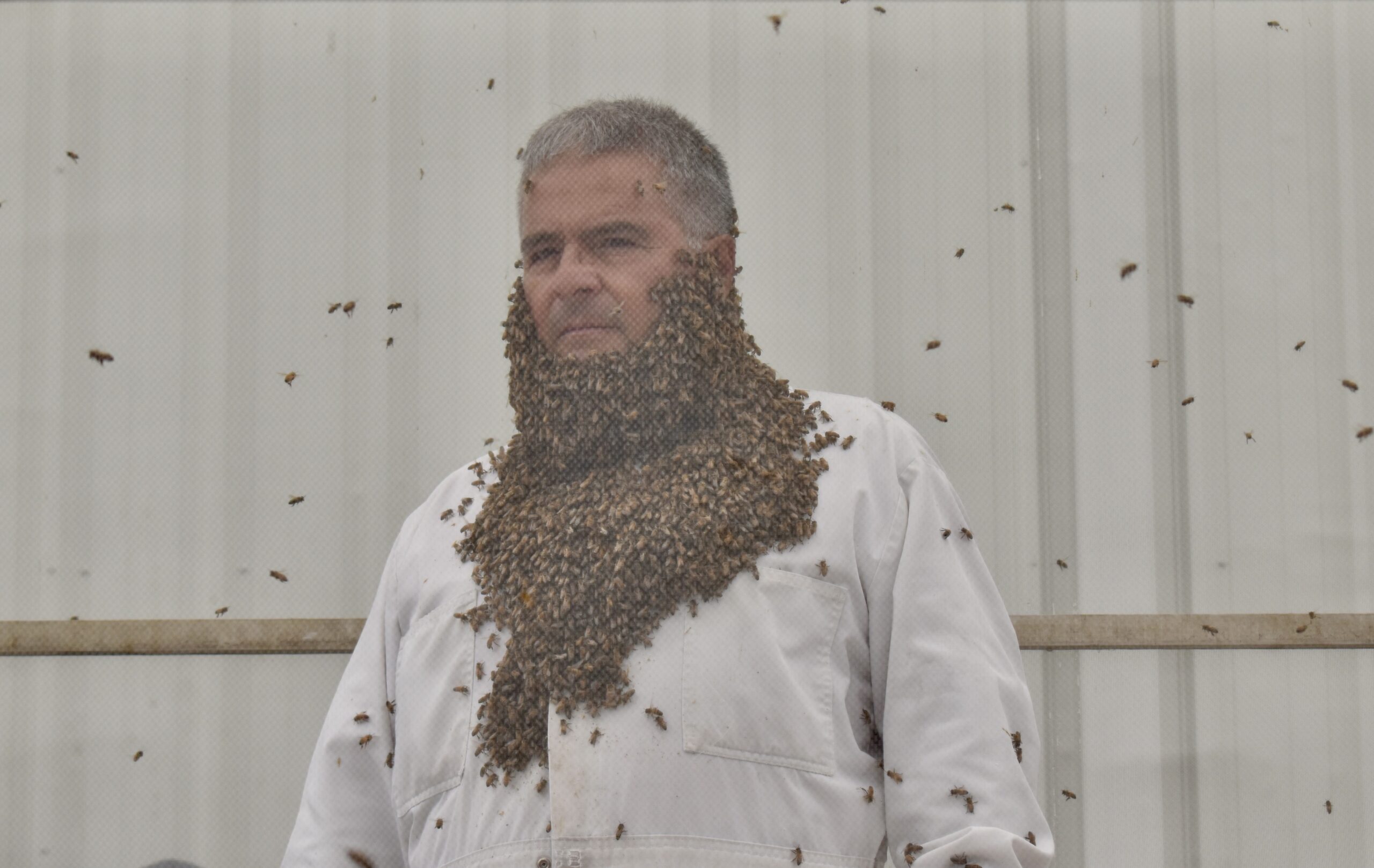 Fernando Sanchez porte une barbe de vraies abeilles.