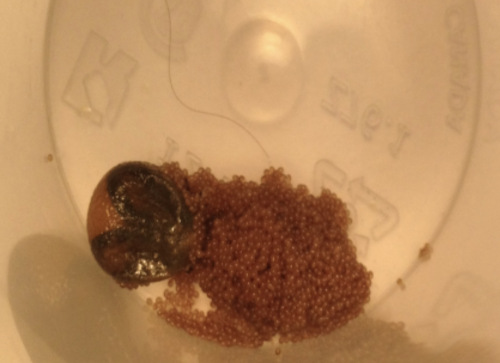 A photo of a tick laying 2,000 eggs at the Biology lab at Dalhousie University.