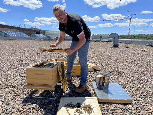 Photo of Aveole beekeeper William Adamski holding a hive in his hand with bees surrounding him on Halifax Shopping Centre rooftop.