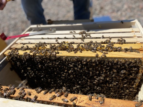 Photo of thousands of honeybees in their hive on the Halifax Shopping Centre rooftop.