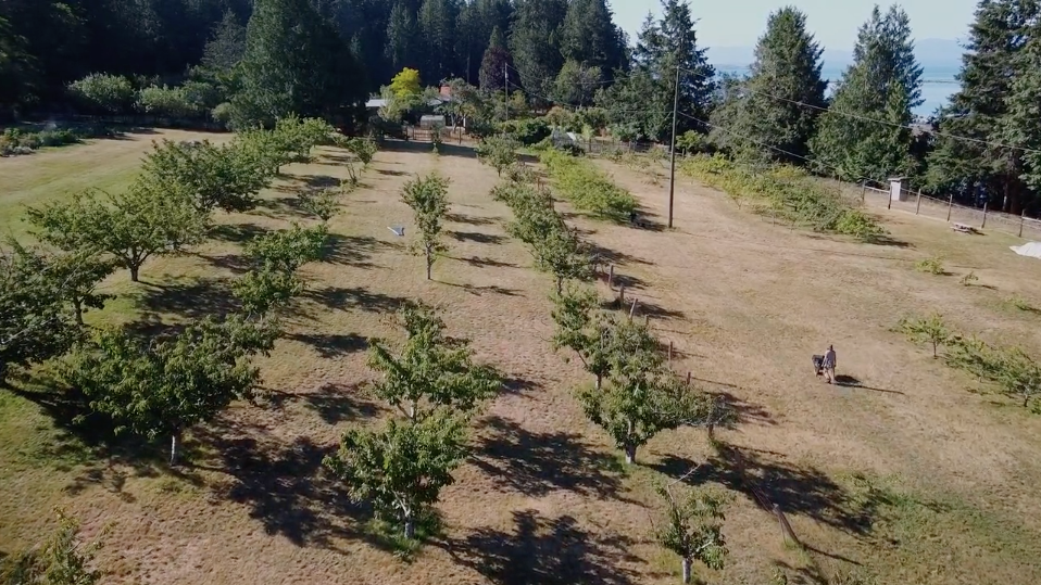 An aerial view of a sunny farm with fruit trees and a farmer walking with a wheelbarrow.