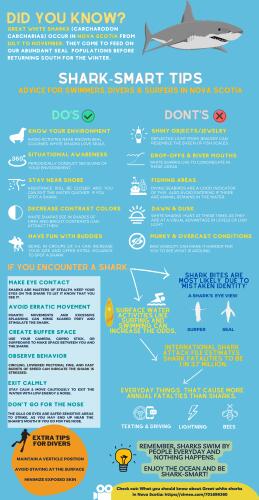 A bright blue shark infographic discussing preventive measures and what one should do if they encountered sharks.