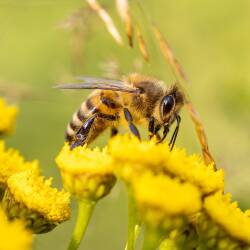 Photo en gros plan d'une abeille sur une fleur jaune en train de butiner.