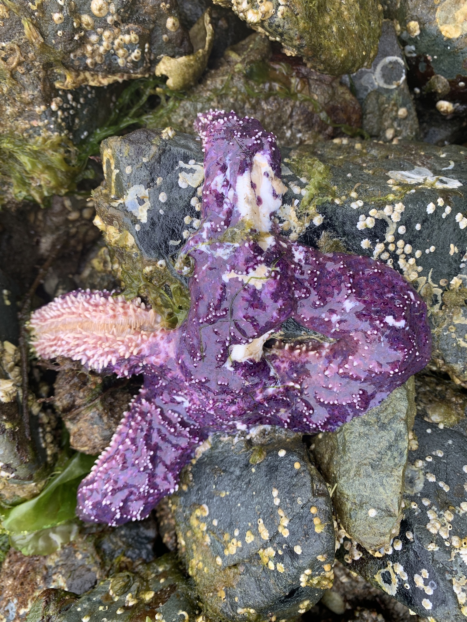 A purple starfish appears to be melting in shallow water.