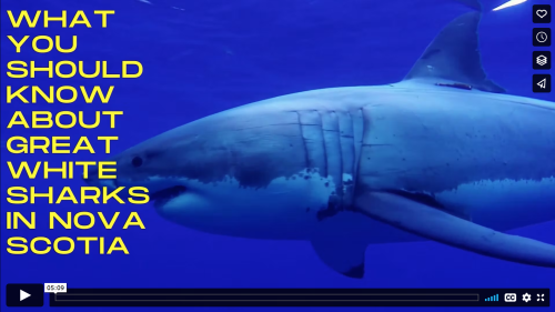 Screenshot of Schiliro's educational video on sharks.