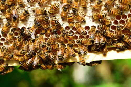 Le cadre d'une ruche couvert d'abeilles mellifères.