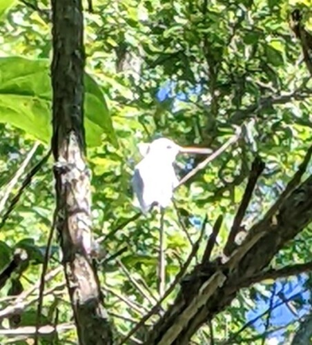 A white hummingbird sits in a tree green brush and brown branches sit in the background.