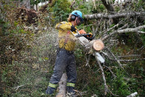 Un homme avec une scie mécanique en train de couper un arbre dans la forêt.