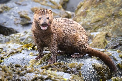 A photo of a brown Mink on a rock.