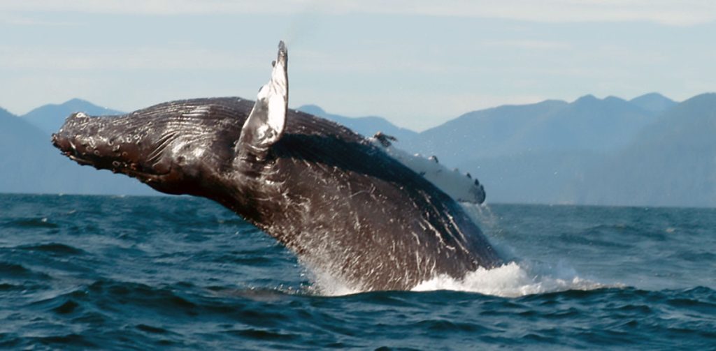 Spike in humpback deaths on Haida Gwaii coast could mean healthy whale