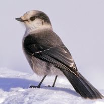 Un petit oiseau dans la neige.