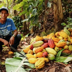 A nicaraguan farmer squats next to fresh cacao fruit.