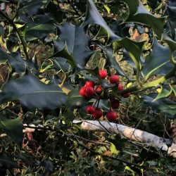 Red berries are clustered on a green leafed bush.