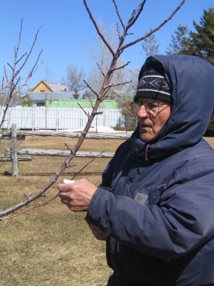 Un homme coupant une branche d'arbre.