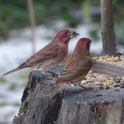 Birds with red heads, brown bodies and striped tail feathers sit on a stump eating seeds.