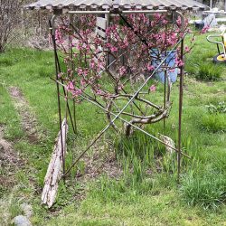 A flowering vine with pink blossoms climbs up a metal garden structure.