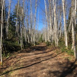 A newly expanded trail sits between alder trees in a rural forest.