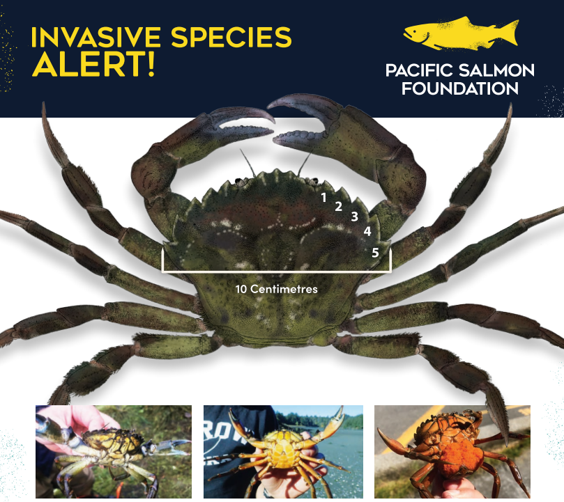 Good crab, bad crab local project to protect marine life expands Canada Info