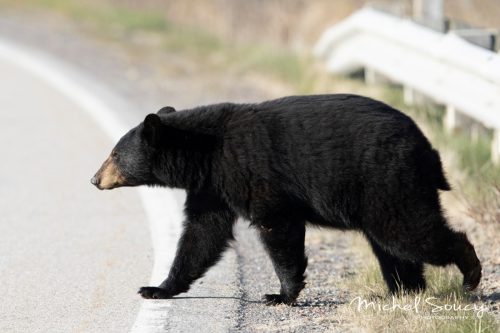 Un ours noir près de la route.