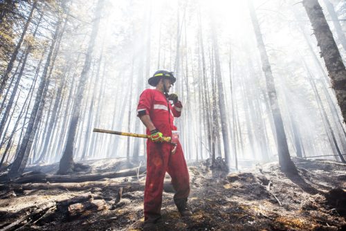 Un pompier au milieu d'une forêt brulée.
