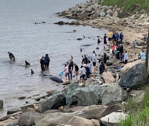 Des gens viennent au secours de baleines échouées.