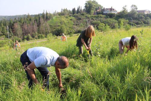 Mayor Amarjeet Sohi, along with two city councilors, stand on a hillside with tall grass planting trees using shovels. Photo by Ryan Hunt.