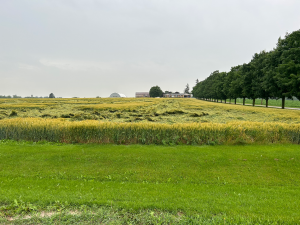 Yellow-topped green-stemmed plants sit in a large and well lit farmer's field. 